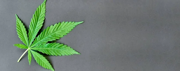 Folha verde de cânhamo em um fundo escuro. Jovem planta de cannabis. N — Fotografia de Stock