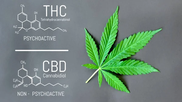 CBD Thc kenevir formülü. Cannabidiol ve te yapısal modeli