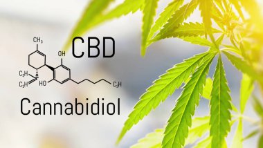 Formül CBD, CBD yağı esrar. Kenevir sanayi tarlası