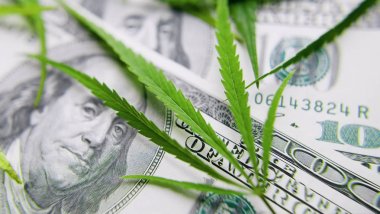 Yeşil para kağıdı marihuana yakın çekim. İlaç kavramı, medic