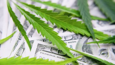 Yeşil para kağıdı marihuana yakın çekim. İlaç kavramı, medic