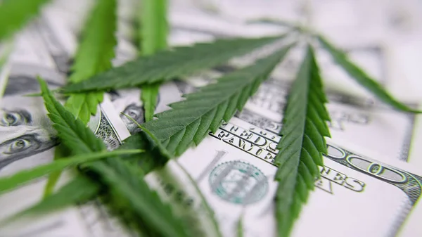 Una hoja de dinero verde de marihuana en primer plano. Concepto de drogas, médico — Foto de Stock