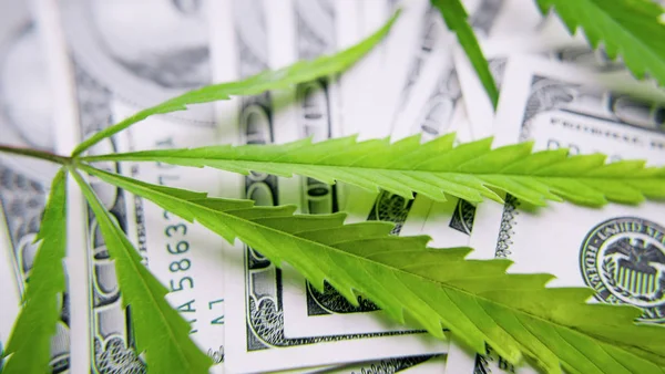 Green money sheet of marijuana close-up. Concept of drugs, medic