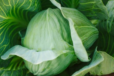 Lahana arka planı. Çiftlik tarlasından taze lahana. Vejetaryen fo