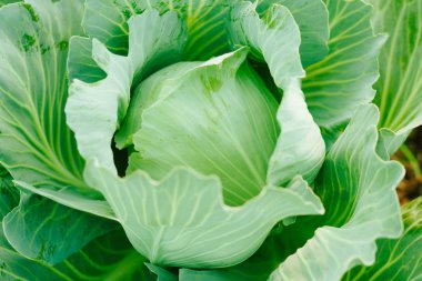 Lahana arka planı. Çiftlik tarlasından taze lahana. Vejetaryen fo