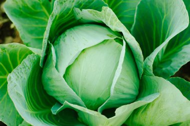 Lahana arka planı. Çiftlik tarlasından taze lahana. Vejetaryen fo