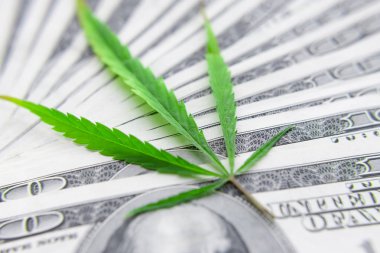 Yeşil kenevir yaprakları üzerinde ABD doları banknotlar. Para ve mariju