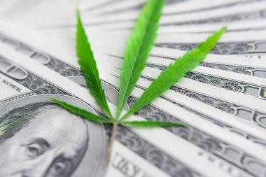 Yeşil kenevir yaprakları üzerinde ABD doları banknotlar. Para ve mariju