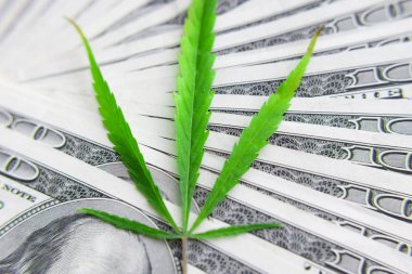 Yeşil kenevir yaprakları üzerinde ABD doları banknotlar. Para ve mariju