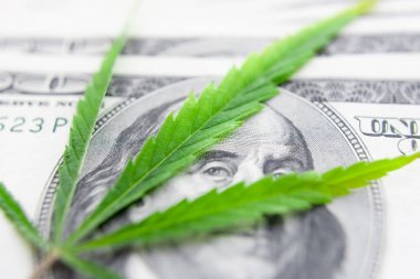 Yeşil kenevir yaprakları üzerinde ABD doları banknotlar. Para ve mariju