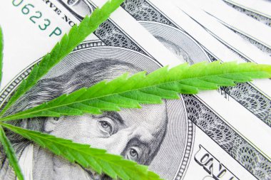 Yeşil kenevir yaprakları üzerinde ABD doları banknotlar. Para ve mariju