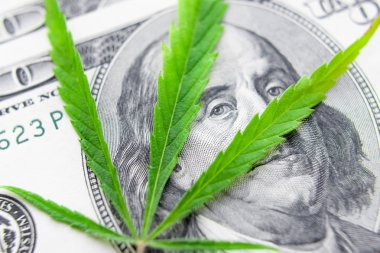Yeşil kenevir yaprakları üzerinde ABD doları banknotlar. Para ve mariju