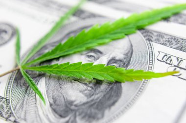 Yeşil kenevir yaprakları üzerinde ABD doları banknotlar. Para ve mariju