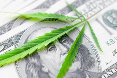 Yeşil kenevir yaprakları üzerinde ABD doları banknotlar. Para ve mariju