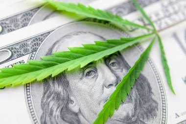 Yeşil kenevir yaprakları üzerinde ABD doları banknotlar. Para ve mariju