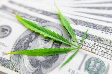 Yeşil kenevir yaprakları üzerinde ABD doları banknotlar. Para ve mariju