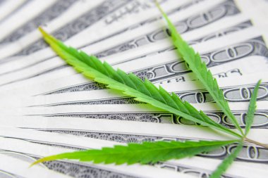 Yeşil kenevir yaprakları üzerinde ABD doları banknotlar. Para ve mariju