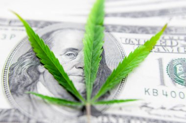 Yeşil kenevir yaprakları üzerinde ABD doları banknotlar. Para ve mariju