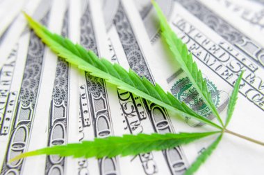 Yeşil kenevir yaprakları üzerinde ABD doları banknotlar. Para ve mariju