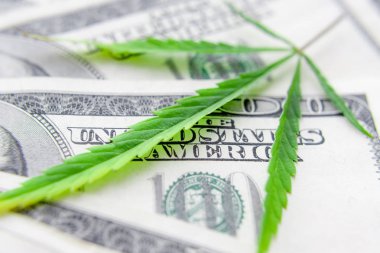 Yeşil kenevir yaprakları üzerinde ABD doları banknotlar. Para ve mariju