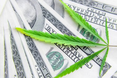 Yeşil kenevir yaprakları üzerinde ABD doları banknotlar. Para ve mariju
