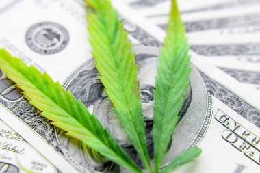 Yeşil kenevir yaprakları üzerinde ABD doları banknotlar. Para ve mariju
