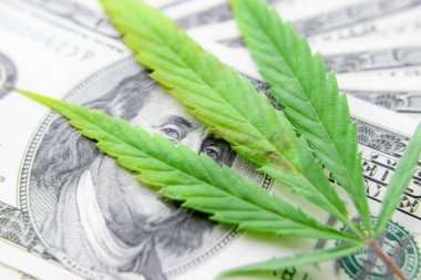 Yeşil kenevir yaprakları üzerinde ABD doları banknotlar. Para ve mariju