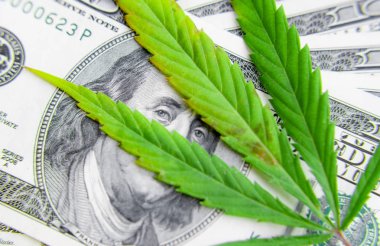 Yeşil kenevir yaprakları üzerinde ABD doları banknotlar. Para ve mariju