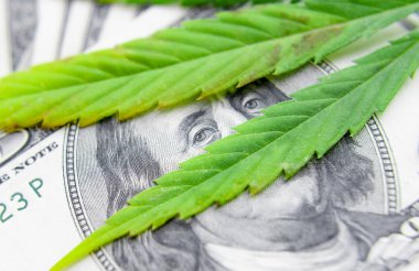 Yeşil kenevir yaprakları üzerinde ABD doları banknotlar. Para ve mariju