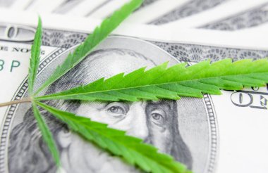 Yeşil kenevir yaprakları üzerinde ABD doları banknotlar. Para ve mariju