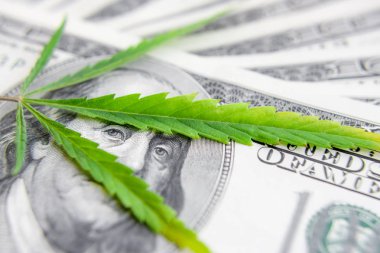 Yeşil kenevir yaprakları üzerinde ABD doları banknotlar. Para ve mariju