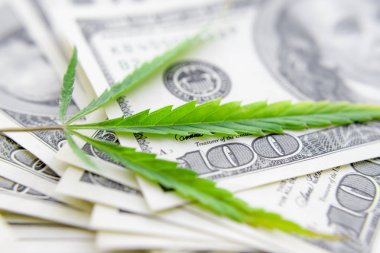 Yeşil kenevir yaprakları üzerinde ABD doları banknotlar. Para ve mariju