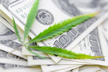 Yeşil kenevir yaprakları üzerinde ABD doları banknotlar. Para ve mariju