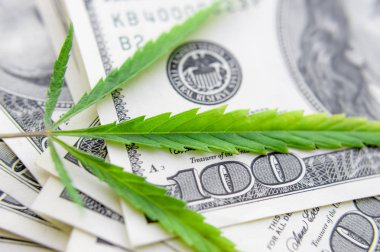 Yeşil kenevir yaprakları üzerinde ABD doları banknotlar. Para ve mariju