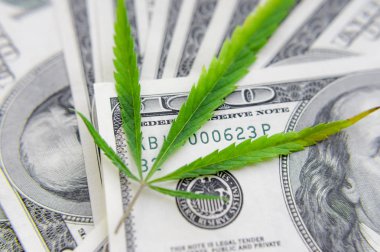 Yeşil kenevir yaprakları üzerinde ABD doları banknotlar. Para ve mariju
