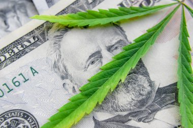 Yeşil kenevir yaprakları üzerinde ABD doları banknotlar. Para ve mariju