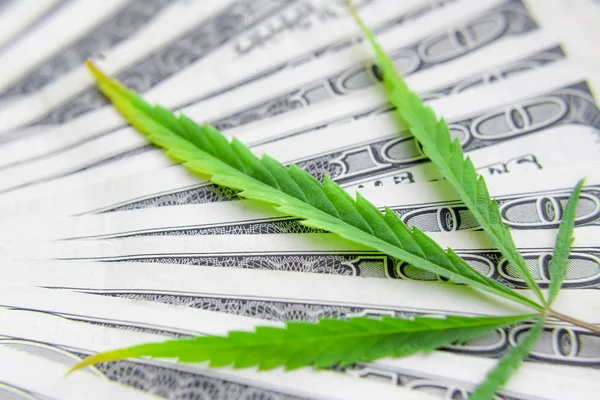 Americké dolarové bankovky přes zelený Cannabis listí. Peníze a Mariju — Stock fotografie