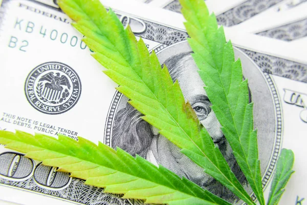 Yeşil kenevir yaprakları üzerinde ABD doları banknotlar. Para ve mariju
