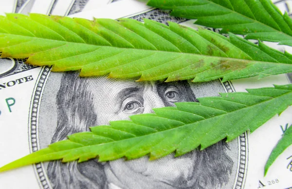 Χαρτονομίσματα των δολαρίων για τα πράσινα φύλλα κάνναβης. Χρήματα και mariju — Φωτογραφία Αρχείου