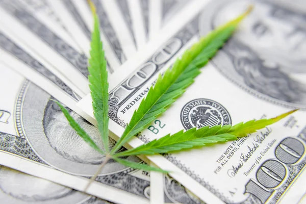US dollar bills over the green cannabis leaves. Money and mariju — Stock Photo, Image