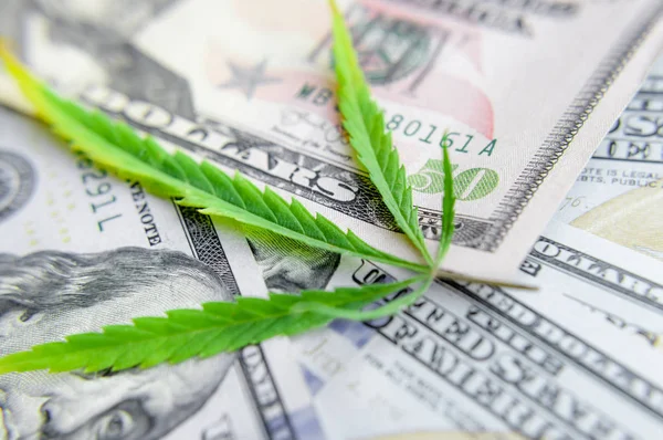 Billetes en dólares estadounidenses sobre las hojas verdes de cannabis. Dinero y mariju — Foto de Stock