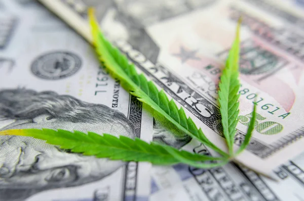 Yeşil kenevir yaprakları üzerinde ABD doları banknotlar. Para ve mariju