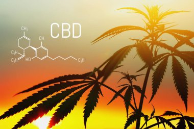 Formül Cbd esrar. Bitkisel organik ilaç ürün. Na