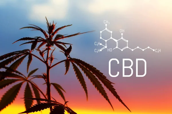 Cannabis of the formula CBD. Herbal organic medicine product. Na