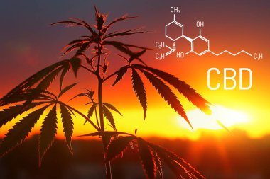 Cbd cannabidiol formülü, kimya esrar. Tematik fotoğraflar 