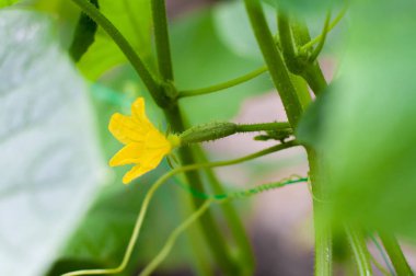Seradaki bir dalda çiçek açan genç salatalıklar. Bitki nüktesi