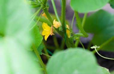 Seradaki bir dalda çiçek açan genç salatalıklar. Bitki nüktesi