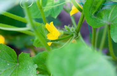 Seradaki bir dalda çiçek açan genç salatalıklar. Bitki nüktesi