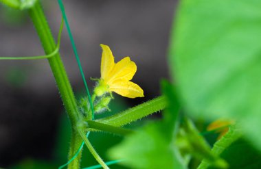 Seradaki bir dalda çiçek açan genç salatalıklar. Bitki nüktesi