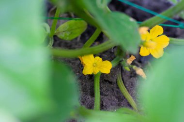 Seradaki bir dalda çiçek açan genç salatalıklar. Bitki nüktesi